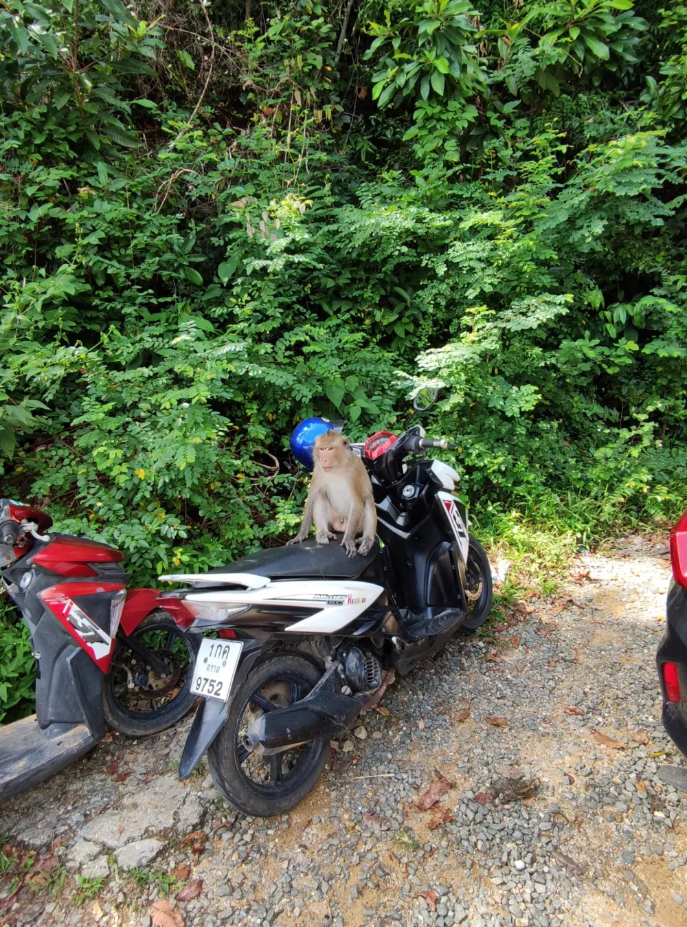 Monkeys at Klong Kloi beach